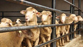 Vekaleten kurban bağışı fiyatları ne kadar? 2021 LÖSEV, Diyanet, Kızılay ve Mehmetçik Vakfı kurbanlık fiyatları 