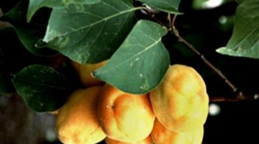 Meyvelerde &lsquo;yalancı Bahar&rsquo;a Dikkat