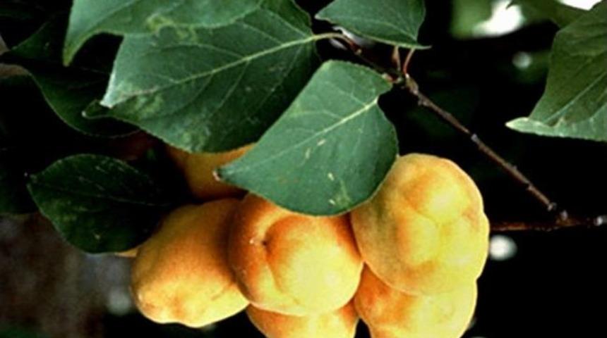 Aydın&rsquo;da Şarka Vir&uuml;s&uuml; Eğitim Toplantısı Yapıldı