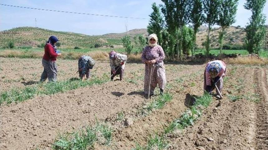 Aydın&rsquo;da &Ccedil;apa D&ouml;nemi Başladı