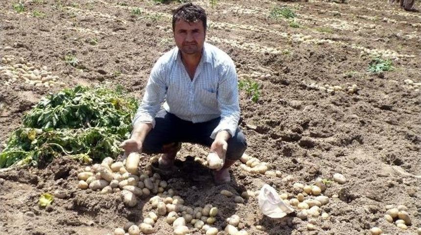Bozdoğanlı Patates&ccedil;inin Y&uuml;z&uuml; G&uuml;l&uuml;yor