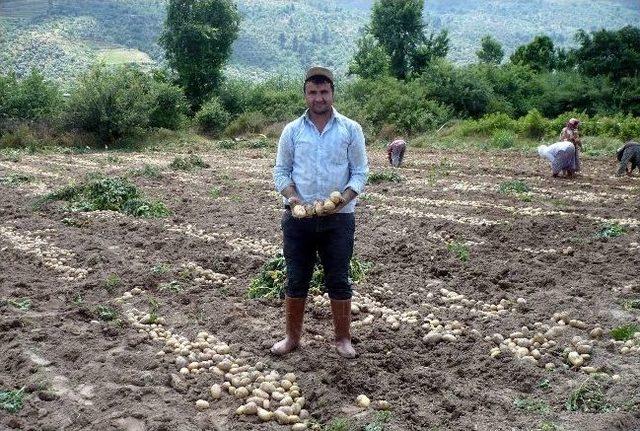 Bozdoğanlı Patatesçinin Yüzü Gülüyor