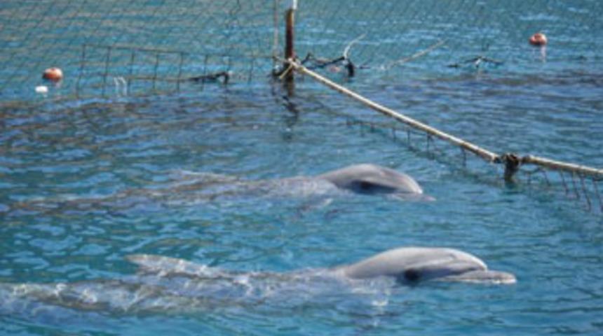 Yunuslara insanlık dışı muamele