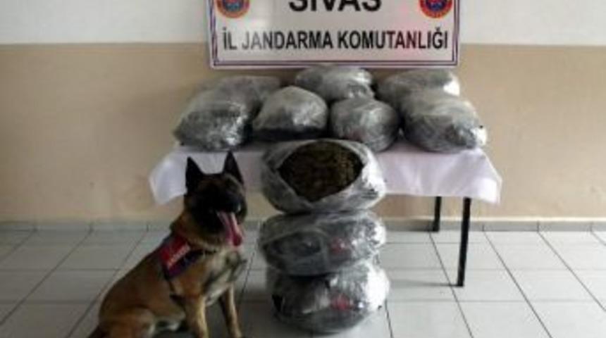 Sivas&rsquo;ta 60 Kilo Esrar Ele Ge&ccedil;irildi