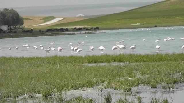 D&uuml;den G&ouml;l&uuml;&rsquo;nde Flamingo Sayısı Artıyor 1