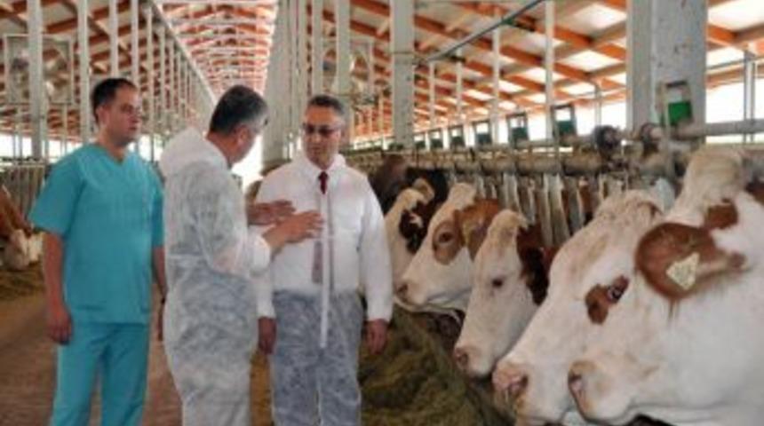 Manisa'nın Beyaz Et Ihracatı 45 Bin Tona Çıktı