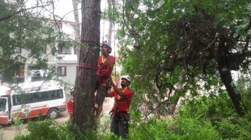 Akut Ekibi Ağa&ccedil;ta Mahsur Kalan Kediyi Kurtardı
