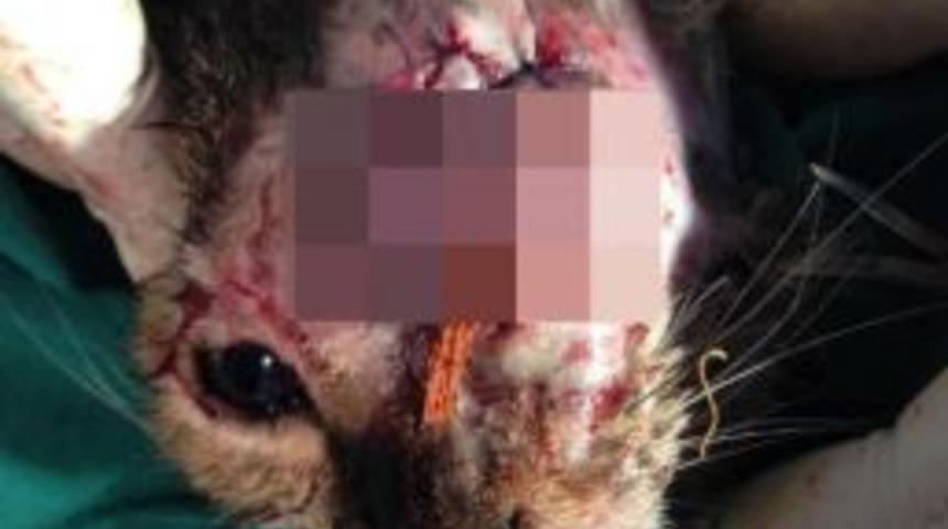 Aracın &Ccedil;arptığı Kedi Sol G&ouml;z&uuml;n&uuml; Kaybetti