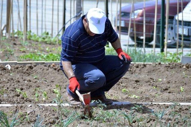 Hobi Bah&ccedil;elerine Fidan Dağıtımı 1