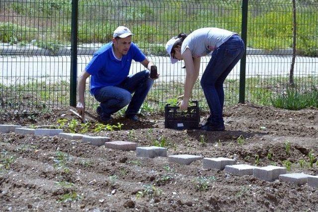 Hobi Bah&ccedil;elerine Fidan Dağıtımı 2