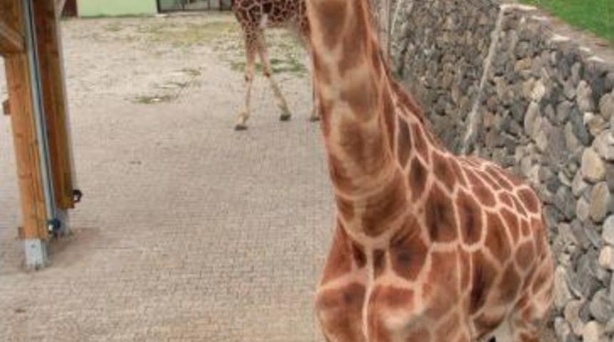 Bursa'da Hayvanat Bah&ccedil;esine Ziyaret&ccedil;i Akını