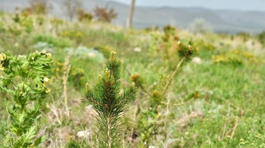 ERİMDER Başkanı T&uuml;rkeş: On Yıl Sonra Bir Ormanımız Olacak