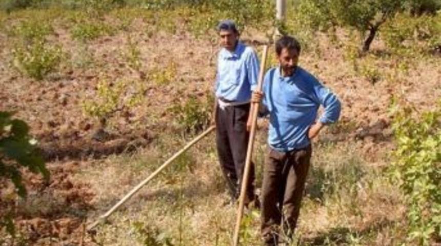 Siirt'te &Ccedil;ift&ccedil;ilere Zivzik Nar &Uuml;retimi Desteği