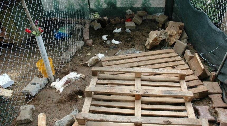 'Tavşanları K&ouml;peklere Par&ccedil;alattılar' Iddiası