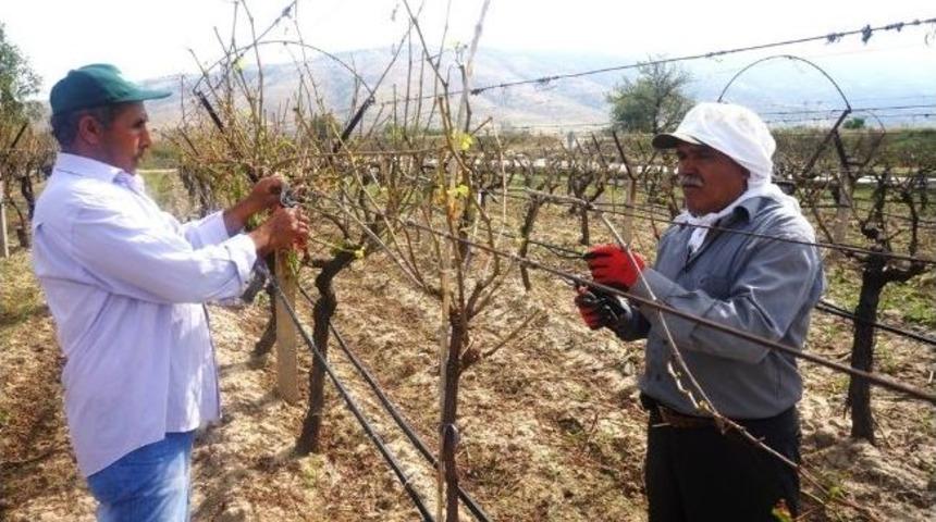 Sarıg&ouml;l'de Doludan Bağ Zararı Tespiti Yapıldı