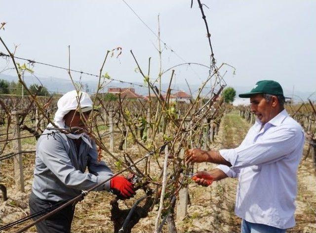 Sarıgöl'de Doludan Bağ Zararı Tespiti Yapıldı