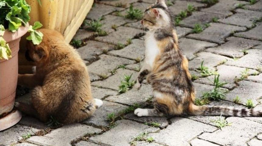 Sarıgöl’de Kedi-köpek Dostluğu Hayrete Düşürdü