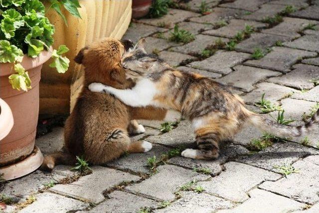 Sarıgöl’de Kedi-köpek Dostluğu Hayrete Düşürdü