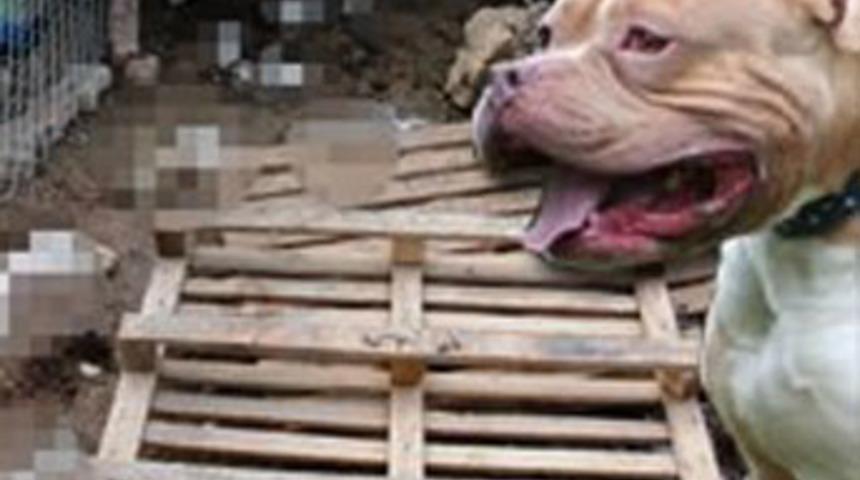 Tavşanları k&ouml;peklere &ouml;ld&uuml;rtt&uuml;ler