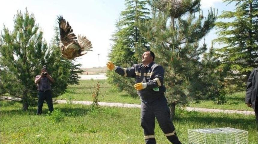 Tedavi Edilen Şahinler Doğaya Bırakıldı