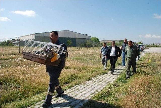 Tedavi Edilen Şahinler Doğaya Bırakıldı