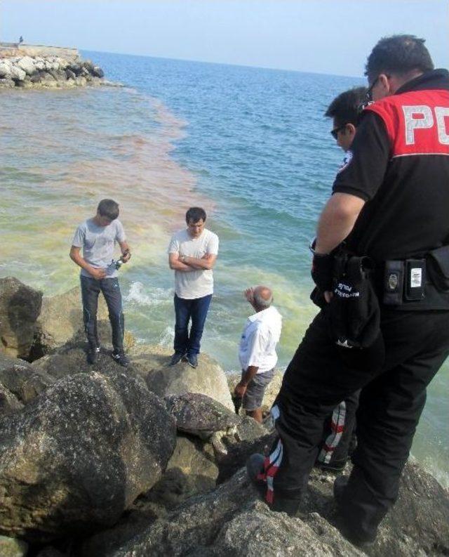 Mersin'de Deniz Yüzeyinde Oluşan Sarı Tabaka, Vatandaşları Endişelendirdi