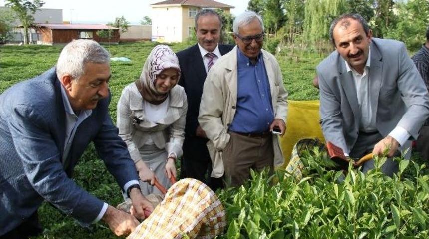 Akil Adamlar Rize'de &Ccedil;ay Topladı