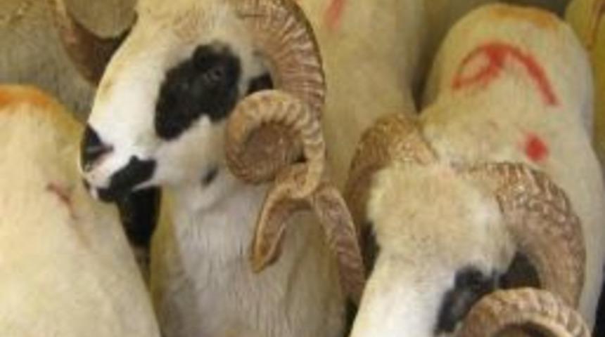 300 Bin Lira Proje Sahiplerini Bekliyor