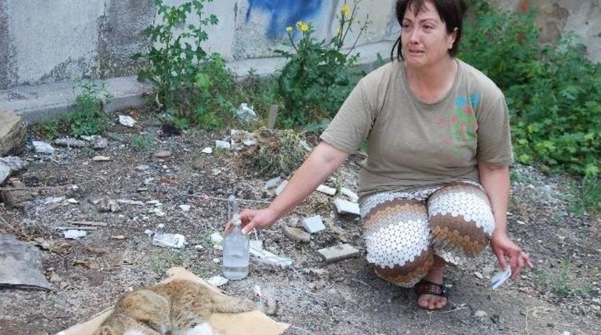 S&ouml;keli Hayvansever &Ouml;len Kediler İ&ccedil;in Yaptırdığı Mezarın Başında G&ouml;zyaşı D&ouml;kt&uuml;