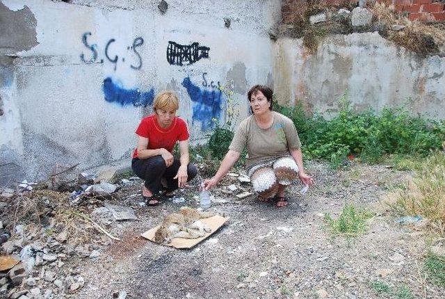 Sökeli Hayvansever Ölen Kediler İçin Yaptırdığı Mezarın Başında Gözyaşı Döktü