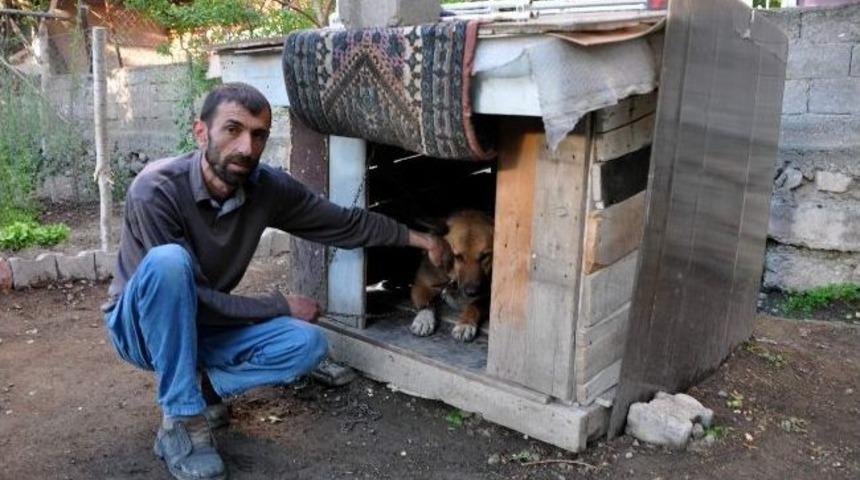 Mahkemeden k&ouml;peğe 1 yıl kul&uuml;be cezası
