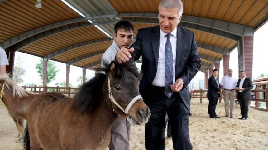 Minik At &ldquo;karşıyaka&rdquo;, Otistik &Ccedil;ocukları Rehabilite Edecek