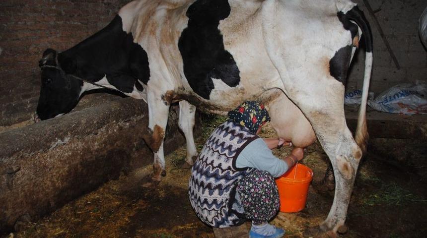 Az Hayvanla Yapılan S&uuml;t Sığırcılığı S&uuml;t Maliyetini Artırıyor