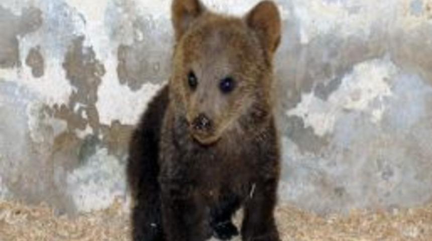 Yaralı Yavru Ayı Koruma Altına Alındı