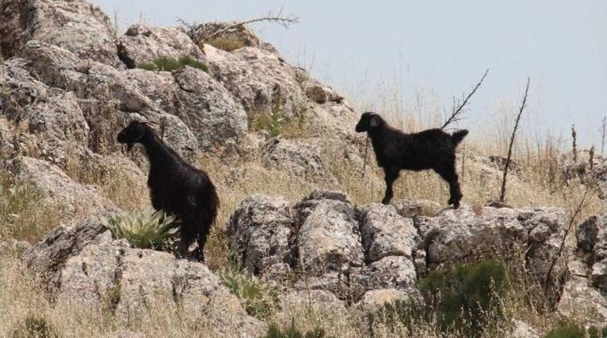 Adaların &Ouml;zg&uuml;r Hayvanları