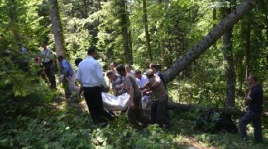 Kestiği Ağacın Altında Kaldı