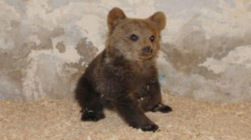 Yaralı Ayı Yavrusu Koruma Altında