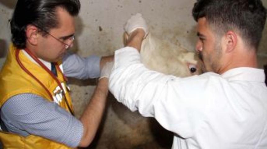 Van'da Hayvanlara Ilk M&uuml;dahale Ambulansla Yapılacak