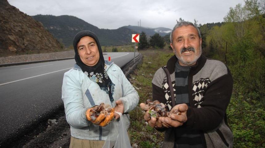Cumayanı K&ouml;yl&uuml;leri Ekmek Parasını Salyangozdan &Ccedil;ıkarıyor