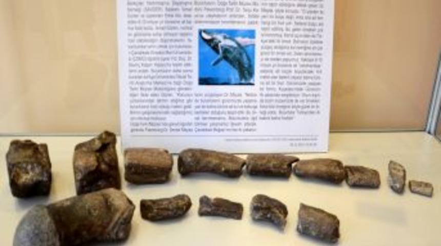 10 Milyon Yıllık Balina Fosili &Ccedil;OM&Uuml; Yer Bilimleri M&uuml;zesi&rsquo;nde