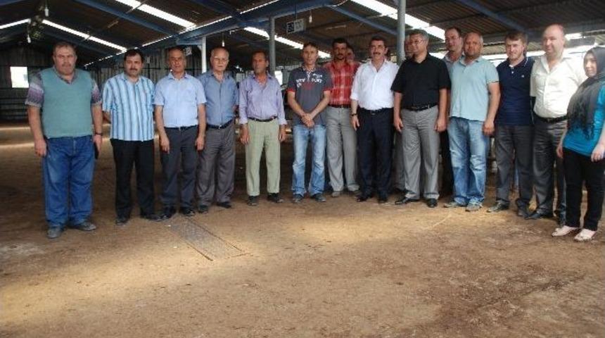 Gebe D&uuml;veler Sahiplerini Buldular