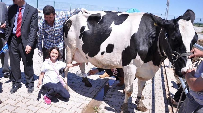 D&uuml;nya S&uuml;t G&uuml;n&uuml;'nde &Ouml;ğrenciler S&uuml;t Sağdı