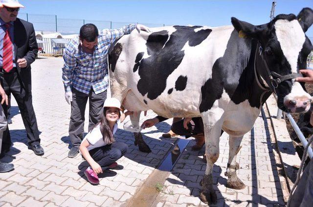 Dünya Süt Günü'nde Öğrenciler Süt Sağdı