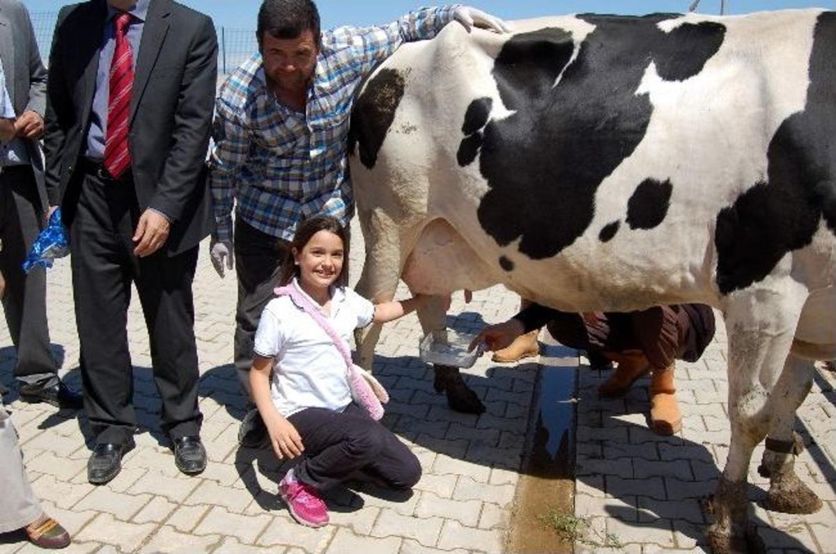 Dersimiz: &lsquo;s&uuml;t Sağma&rsquo;