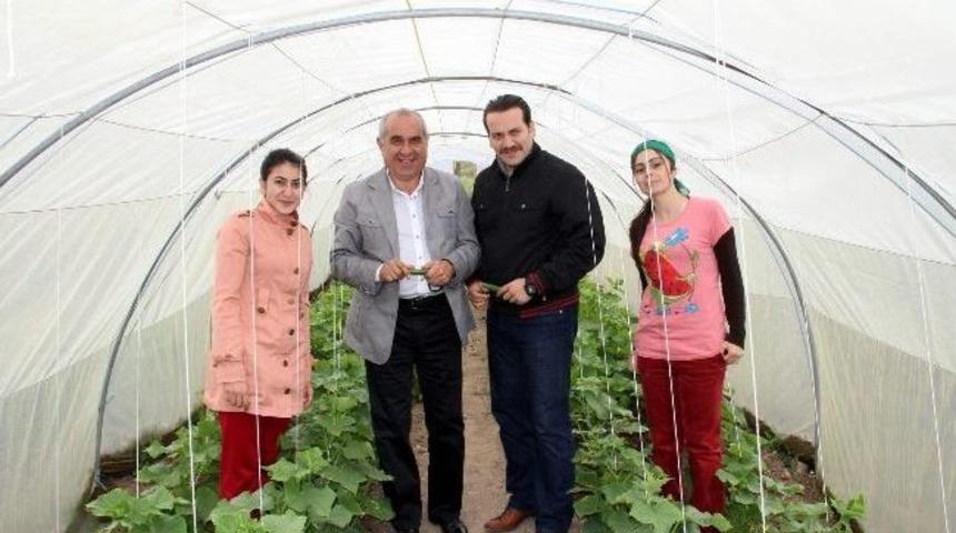 Suşehri Belediyesinden Seracılık Faaliyeti