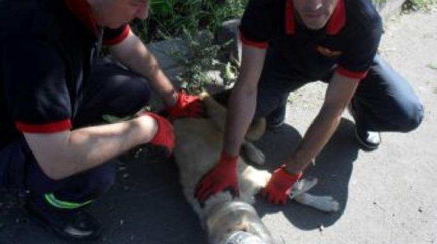 K&ouml;pek kafasını plastik şişeye sıkıştırdı