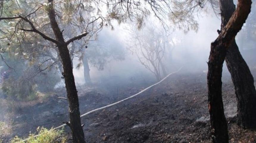 Ayvalık'ta Orman Yangını