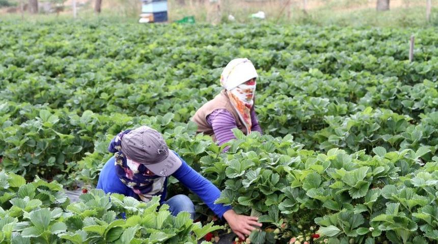 Bal Arıları, Biyolojik Hastalıkları Bitiriyor, &Uuml;retimi Artırıyor