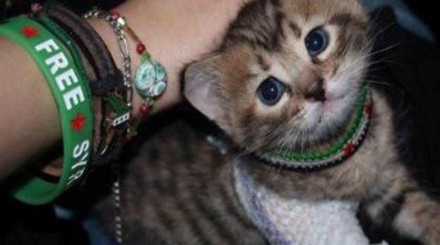 Suriye'de Esed Rejiminin Ağır Yaraladığı Kediyi Muhalifler Tedavi Etti