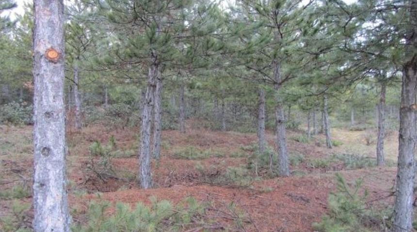 'budama' Seferberliği